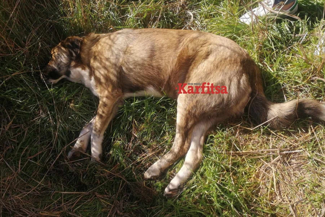 Αδέσποτο σκυλί στην Κατερίνη σκοτώθηκε με 30 σκάγια από αεροβόλο 