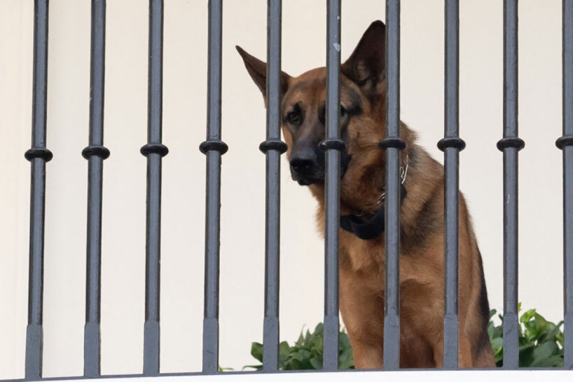 HΠΑ | Ο σκύλος του Μπάιντεν απομακρύνθηκε από τον Λευκό Οίκο
