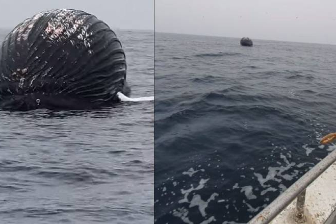 Φάλαινα-μπαλόνι τρόμαξε ψαρά στη Νορβηγία
