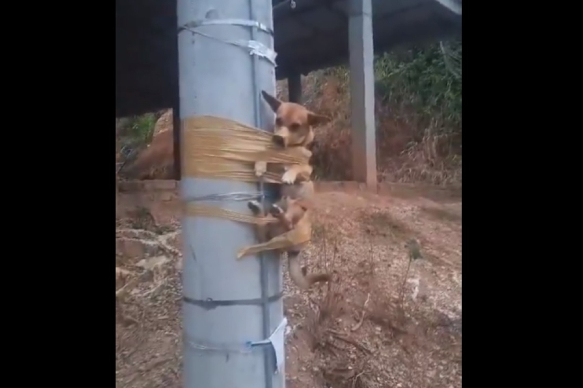 Σκυλάκι βασανίστηκε | Το δέσανε με μονωτική ταινία σε κολώνα γιατί έκανε την ανάγκη του σε γκαζόν