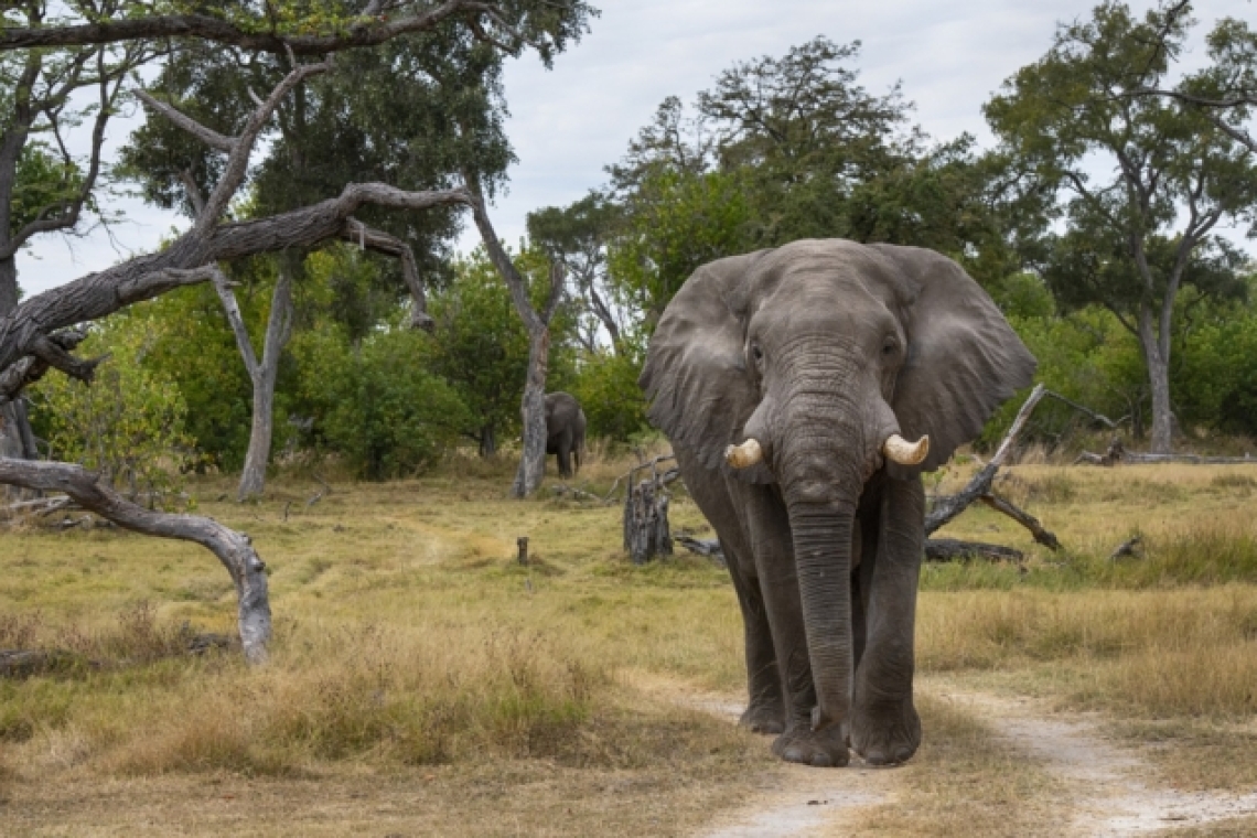 Απειλή από τον πρόεδρο της Μποτσουάνα - Aποστολή 20.000 ελεφάντων στη Γερμανία