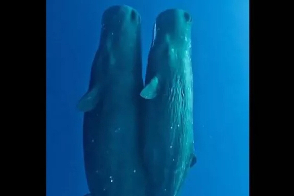 Μια οικογένεια από φάλαινες φυσητήρες κοιμούνται γαλήνια στον ωκεανό - Bίντεο