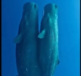 Μια οικογένεια από φάλαινες φυσητήρες κοιμούνται γαλήνια στον ωκεανό - Bίντεο