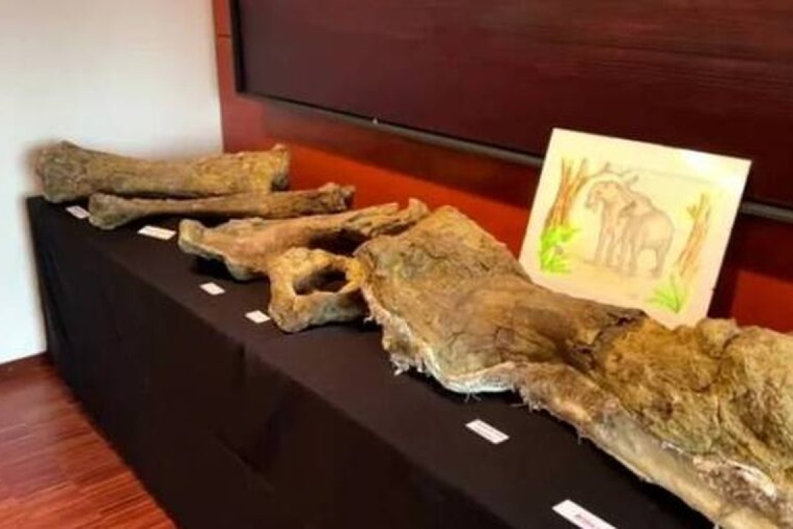 Σπάνια ανακάλυψη στη Βαυαρία | Παιδιά βρήκαν οστά γιγαντιαίων προϊστορικών Ελεφάντων