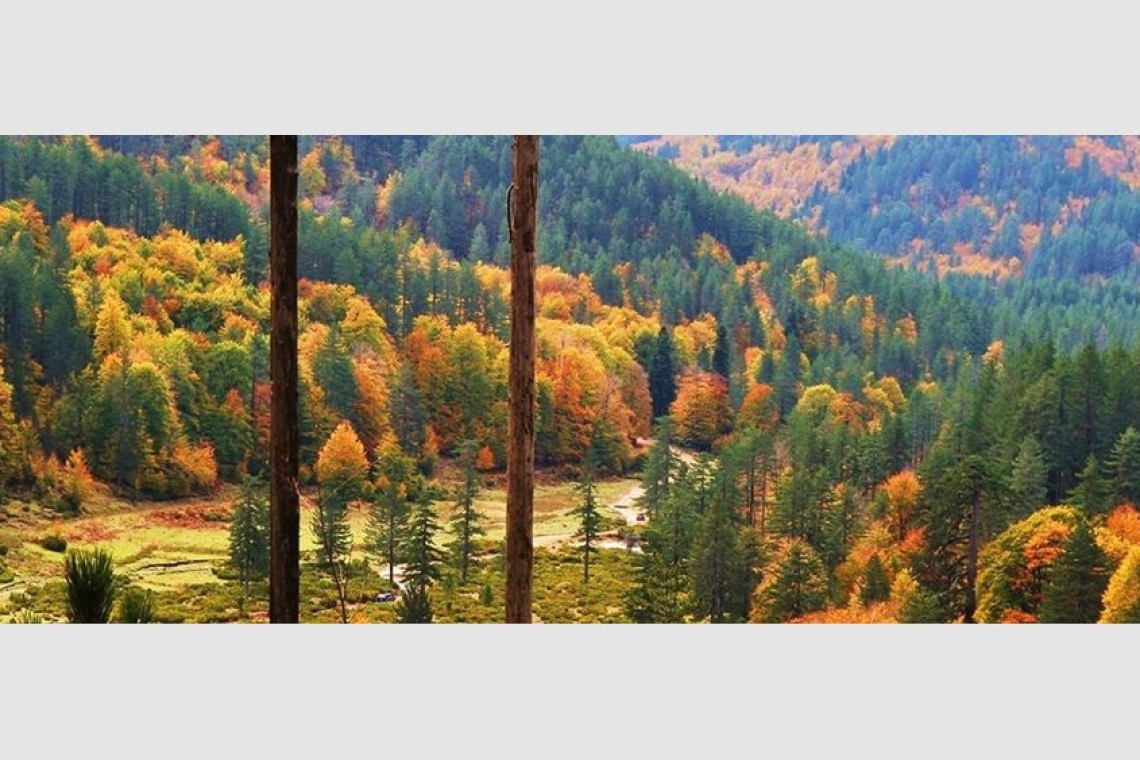 Κοζάνη | Ίδρυση του Πρότυπου Δάσους Δυτικής Μακεδονίας 
