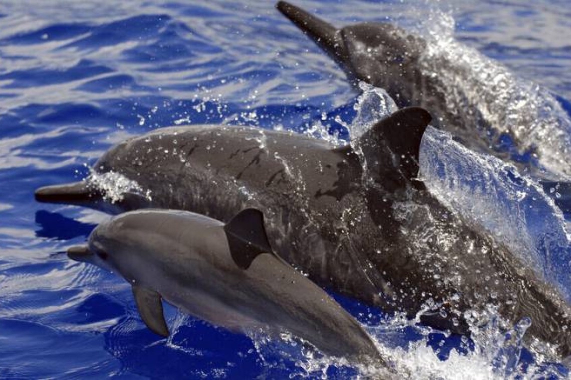 Δελφίνι βρέθηκε νεκρό απο πυροβολισμό στην Λουιζιάνα - 20.000 δολάρια για να βρεθεί ο δράστης