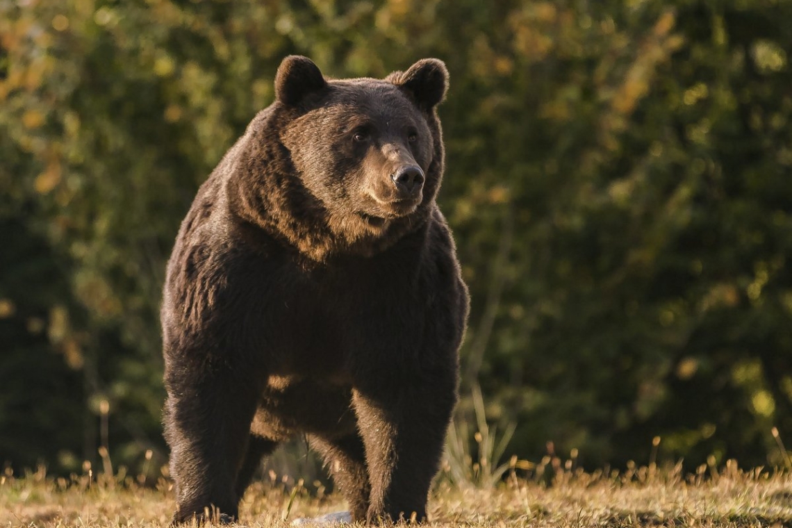 Ιαπωνία | Κατακόρυφη αύξηση των επιθέσεων αρκούδων – Τρομοκρατημένοι οι κάτοικοι
