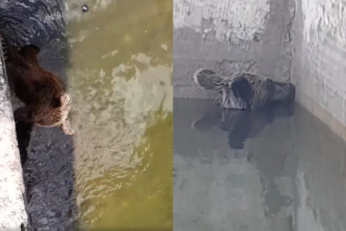 Ιωάννινα | Αρκούδα παγιδεύτηκε σε δεξαμενή νερού 