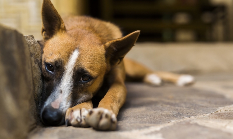 Χανιά | Σκύλος βρέθηκε εγκαταλελειμμένος σε άθλιες συνθήκες - Συνελήφθη ο ιδιοκτήτης 
