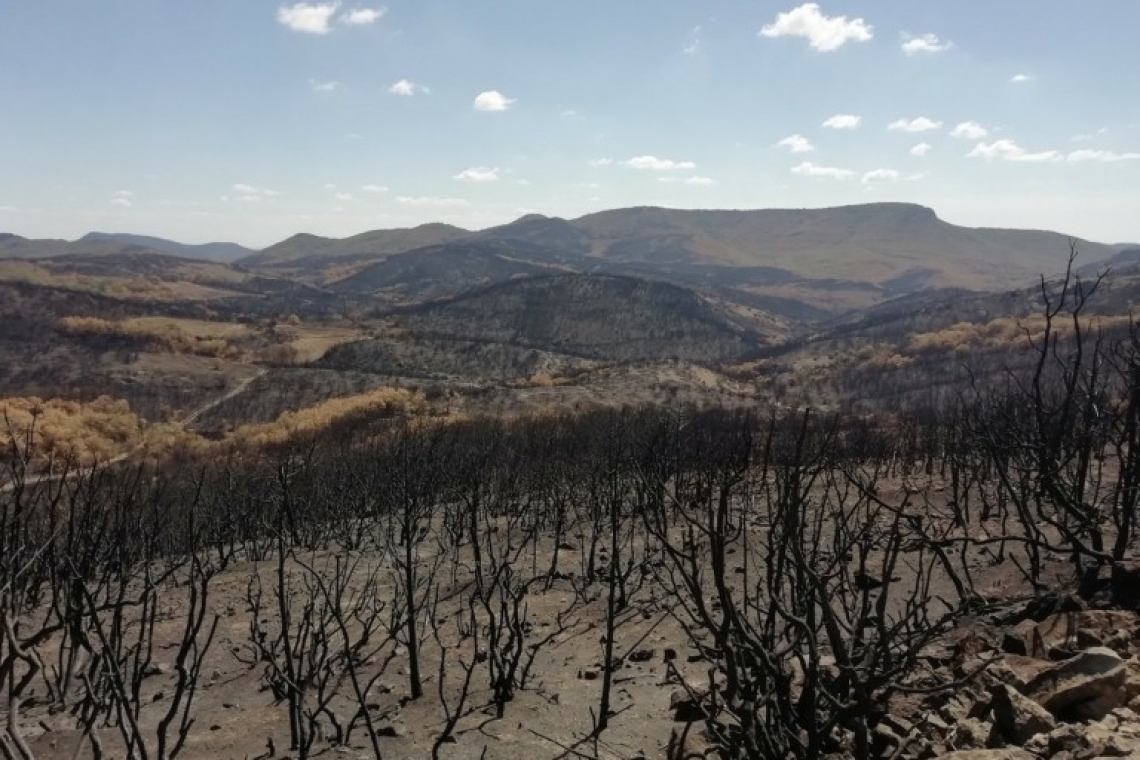 Αναδάσωση από την Αττική Οδό σε καμένες περιοχές της Αττικής