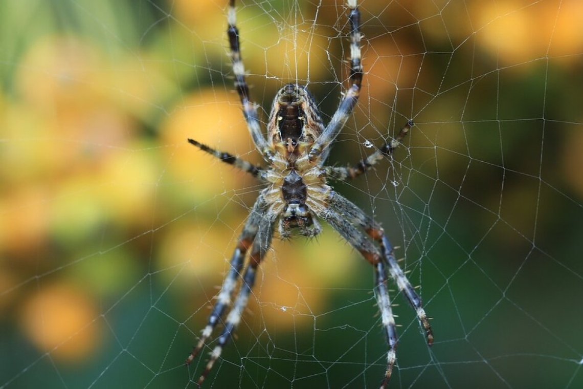 Αυστραλία: Συλλογή αραχνών funnel-web για παραγωγή αντιδότου ζητούν ειδικοί