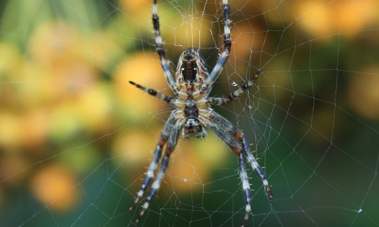 Αυστραλία: Συλλογή αραχνών funnel-web για παραγωγή αντιδότου ζητούν ειδικοί