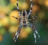 Αυστραλία: Συλλογή αραχνών funnel-web για παραγωγή αντιδότου ζητούν ειδικοί