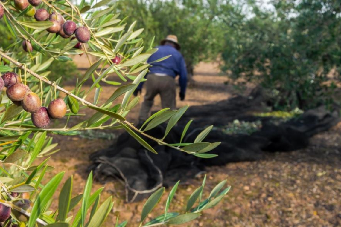 Απίστευτο περιστατικό: Εργάτες μάζευαν ελιές σε ξένο χωράφι στο Μεσολόγγι