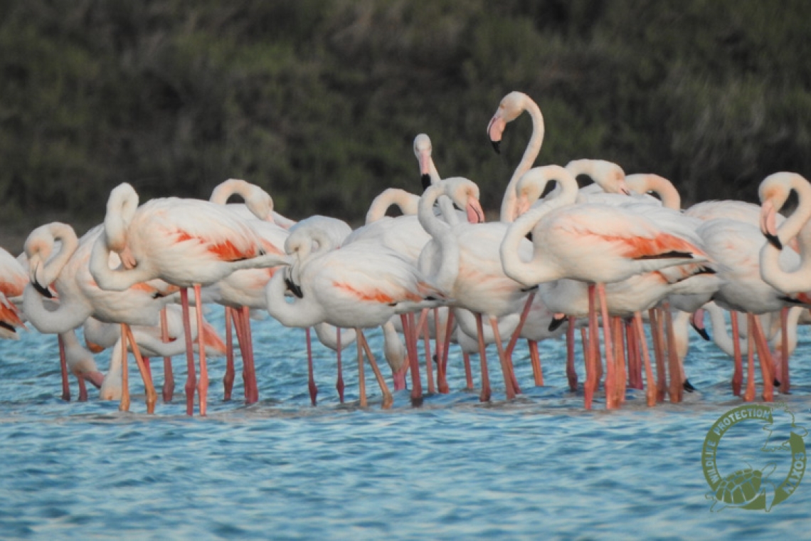 https://www.in.gr/wp-content/uploads/2025/04/flamingo-620x350.jpg