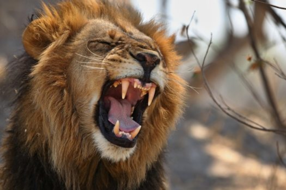 Λιοντάρι επέθηκε και σκότωσε έφηβη στα περίχωρα του Ναϊρόμπι