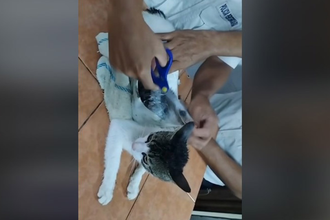 Κόστα Ρίκα: Γάτα χρησιμοποιήθηκε ως μέσο για τη μεταφορά 235,65 γραμμαρίων μαριχουάνας και ηρωίνης