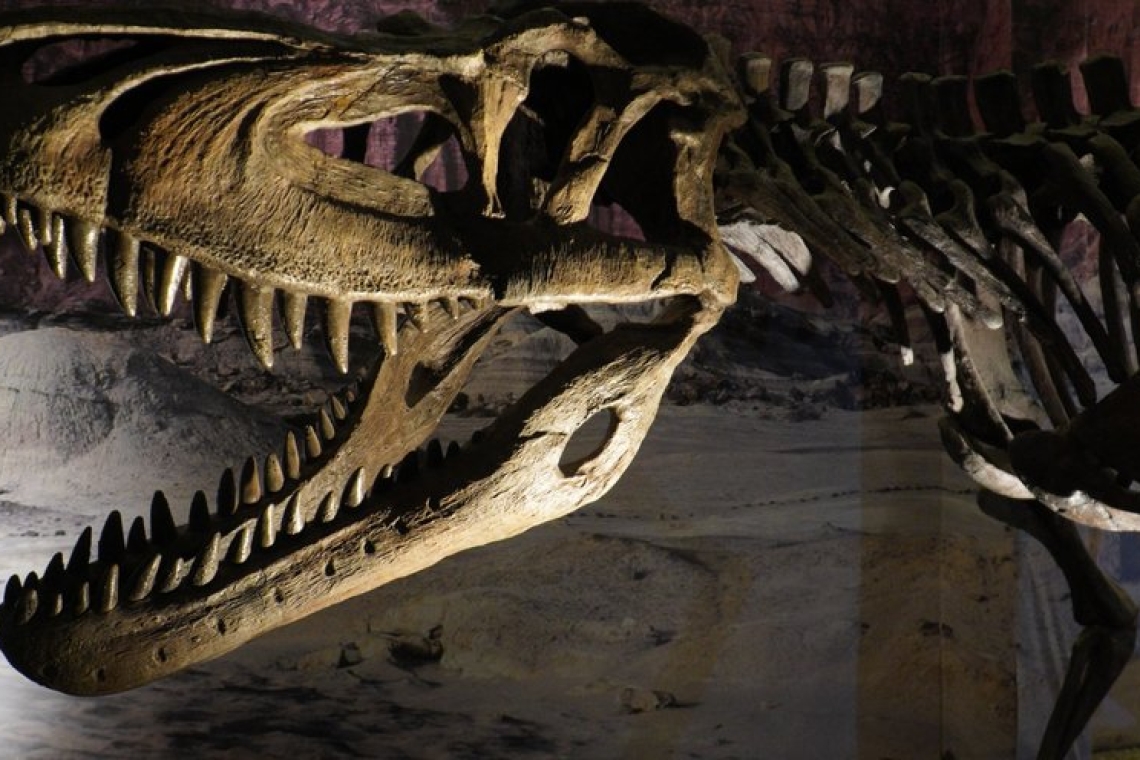 Ανακάλυψη νέου είδους δεινοσαύρου στη Μογγολία, συγγενή του T-Rex