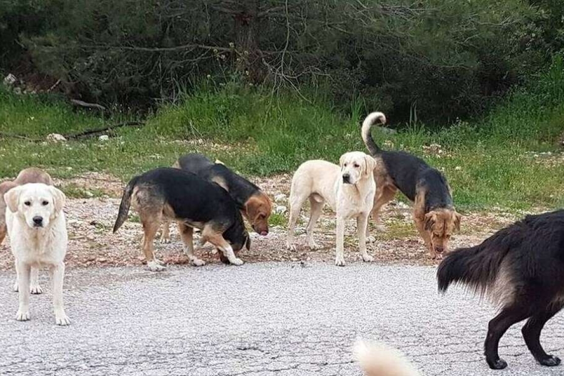 Επίθεση σκύλων στο Αγρίνιο: 45χρονη γυναίκα στο νοσοκομείο