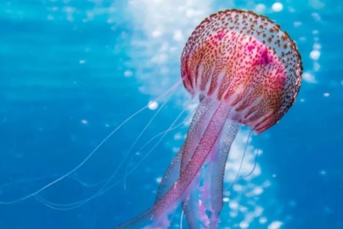 Προσοχή: Η επιστροφή των μωβ και γαλάζιων μεδουσών στις ελληνικές θάλασσες
