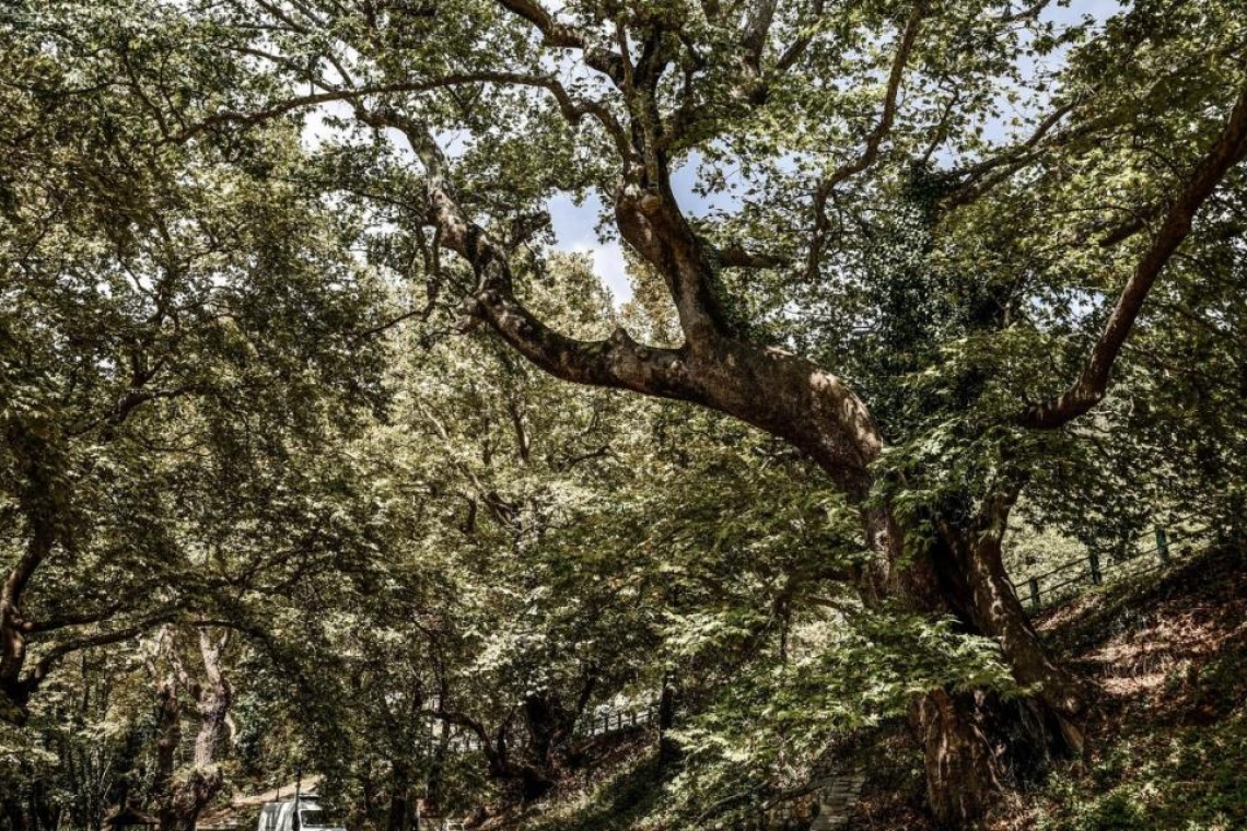 Ατύχημα στην Άρτα: Προβολέας από πλάτανο τραυμάτισε κοπέλα