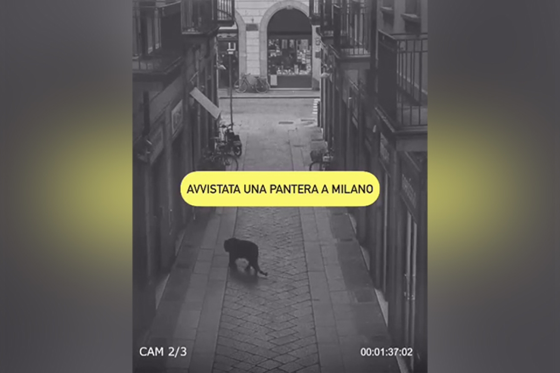 Πάνθηρας περιπλανιέται στους δρόμους του Μιλάνο