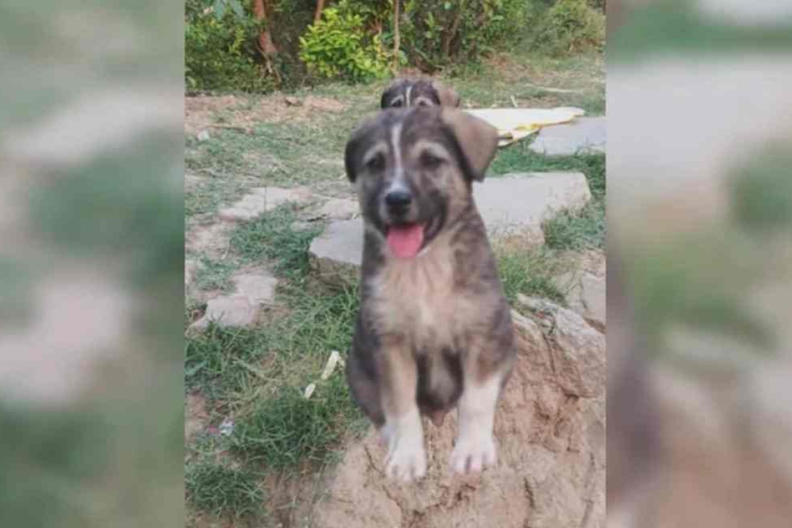 Σκύλος στην Ινδία έσωσε 67 ανθρώπους από κατολίσθηση