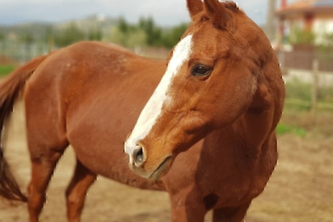 Ασφαλής η 5χρονη τραυματίας που έπεσε από άλογο στη Θάσο