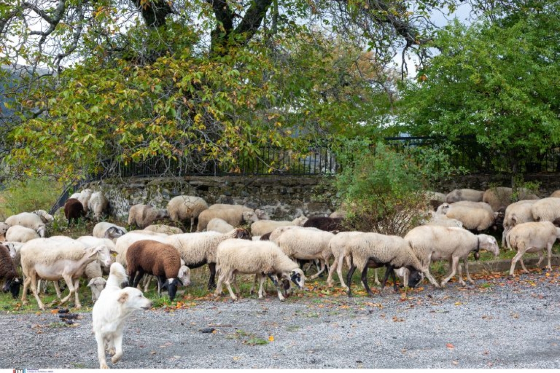 Συναγερμός στη Σαμοθράκη: Νέο κρούσμα ευλογιάς απειλεί πρόβατα