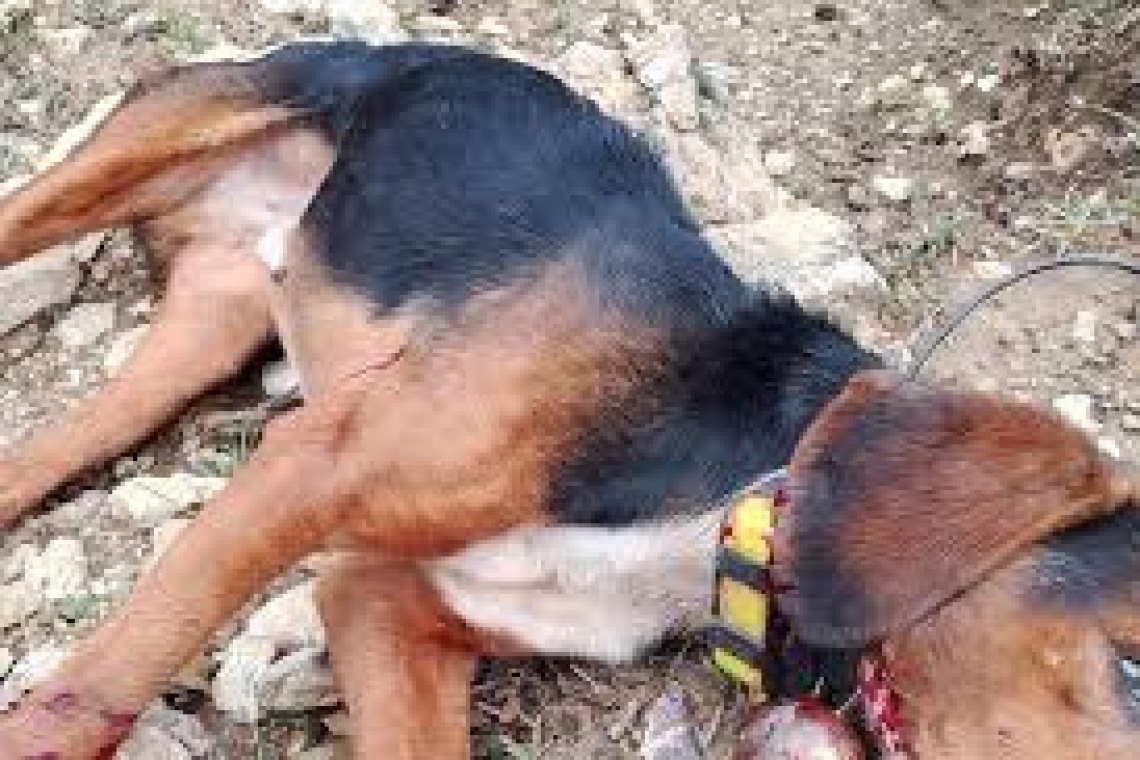 Σοκαριστικό περιστατικό κακοποίησης σκύλου στην Ηλεία