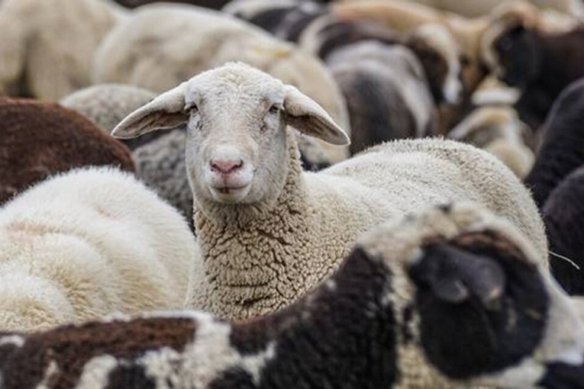 Κατάθεση ΠΝΠ στη Βουλή για την ευλογιά των προβάτων