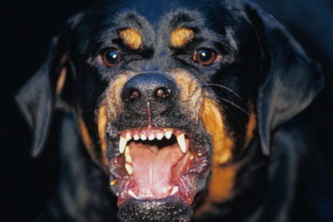 Επίθεση ροτβάιλερ σε ηλικιωμένο στην Καλαμάτα