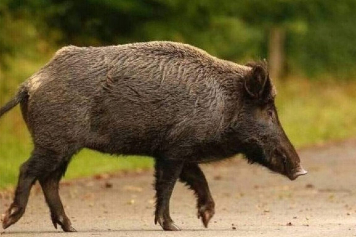 Παραμυθιά: Νεκρός σε τροχαίο που προκάλεσε αγριογούρουνο