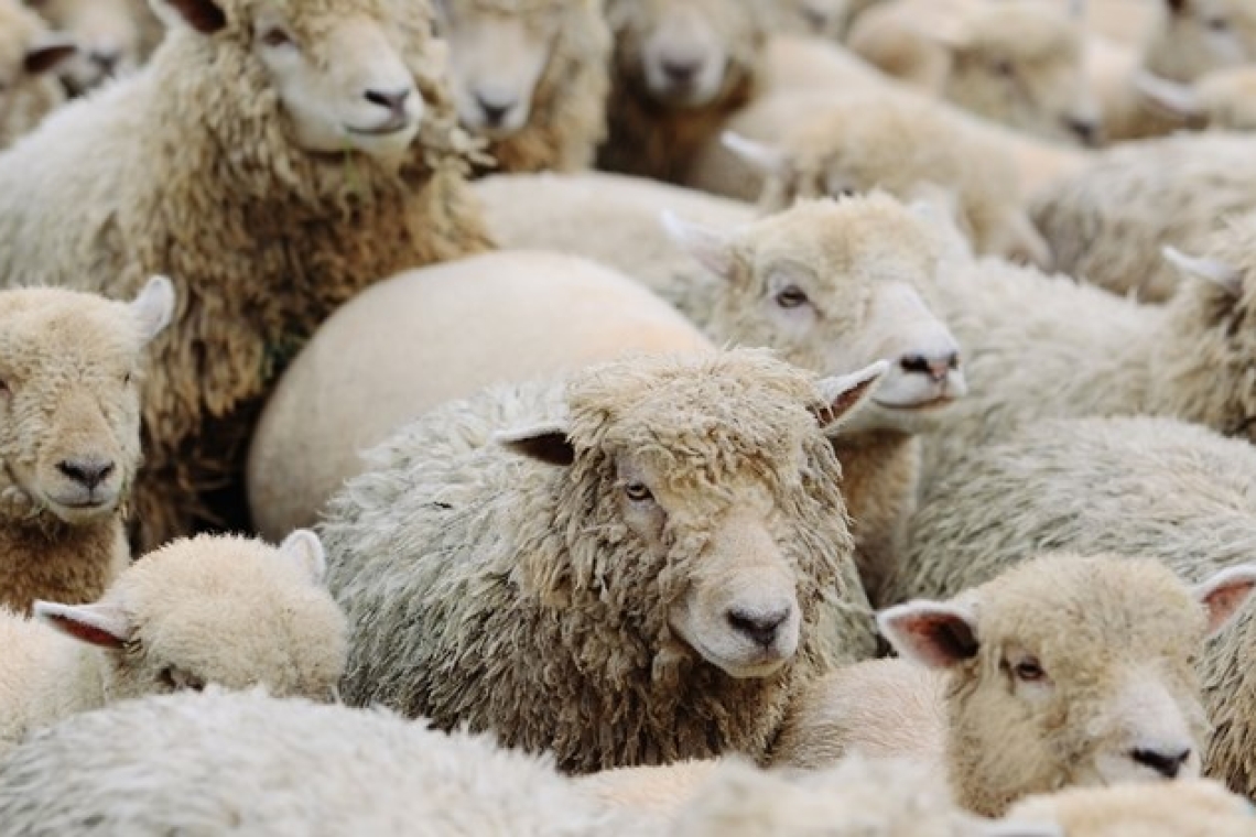 Σύλληψη 65χρονου βοσκού στη Λαμία για παραβίαση απαγορεύσεων για την ευλογιά