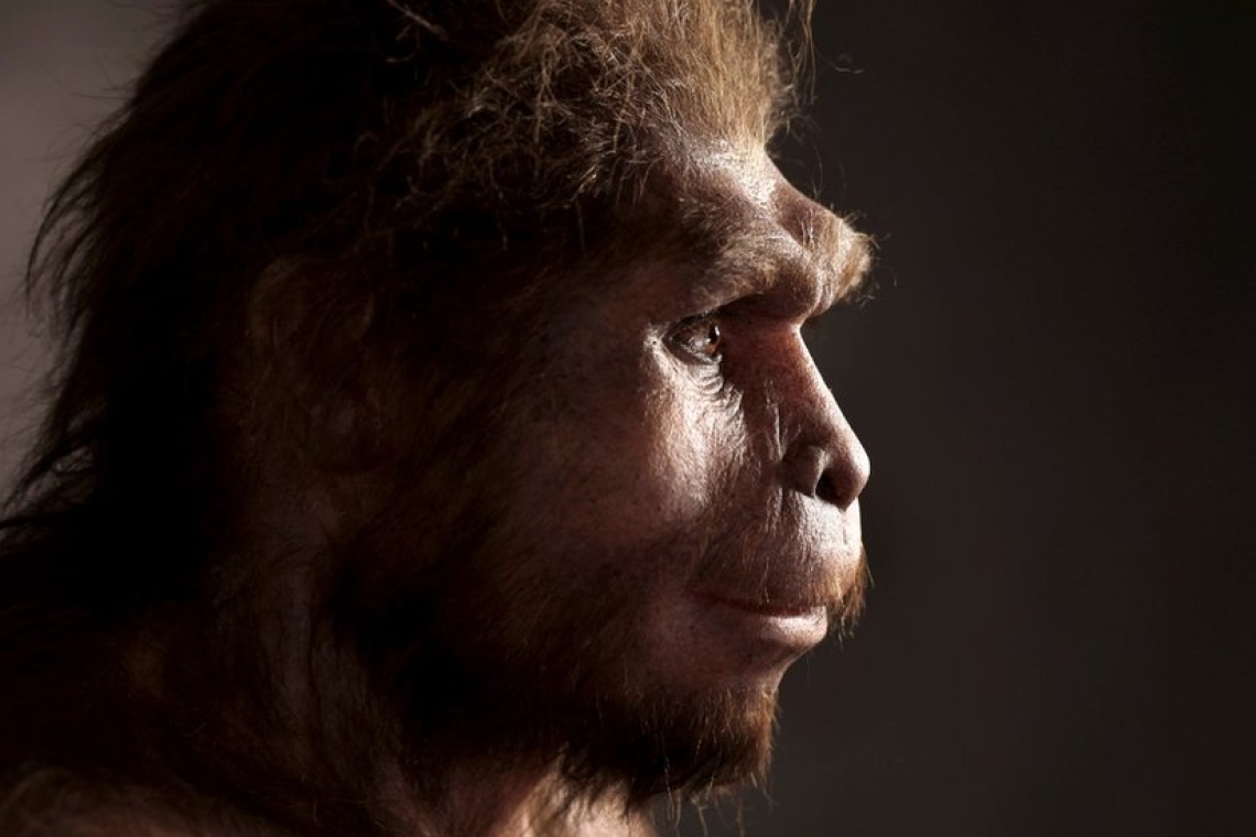 Homo erectus: Η επιστροφή της μονογαμίας