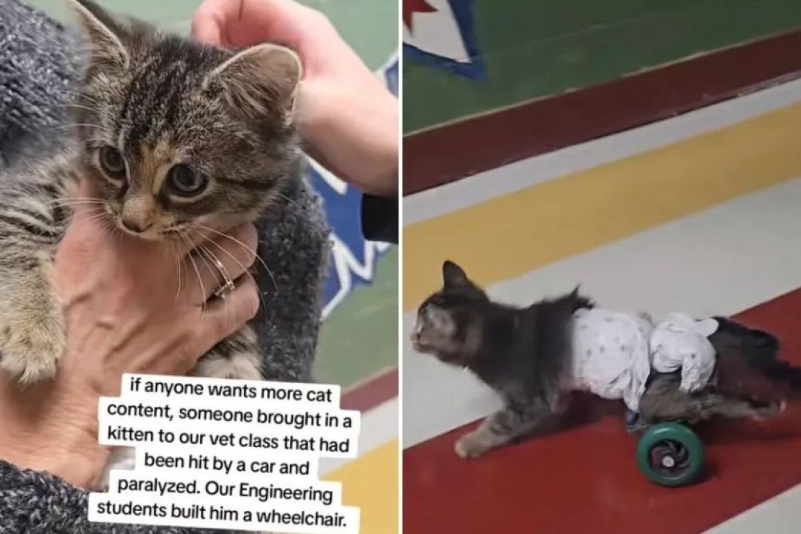 ΗΠΑ: Γάτα περπατά ξανά χάρη σε μαθητές μηχανικής