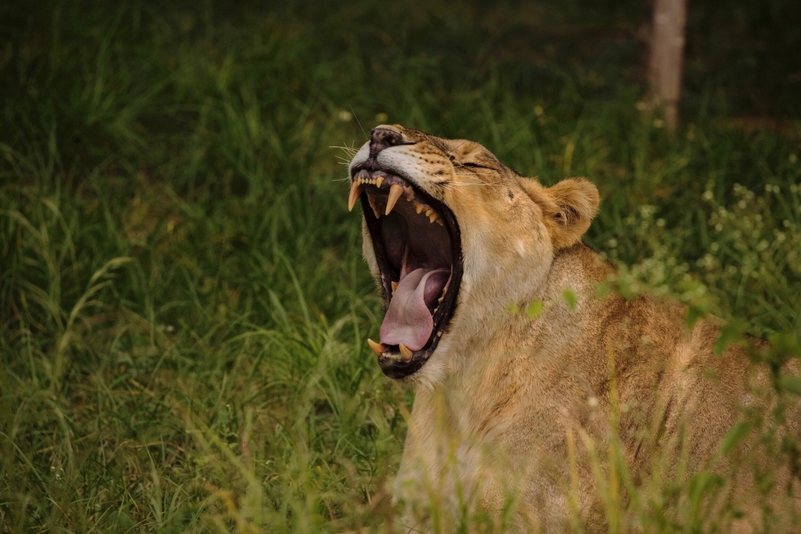 Τραγωδία στη Βραζιλία: Λιοντάρια επιτέθηκαν και κατασπάραξαν 19χρονο επισκέπτη