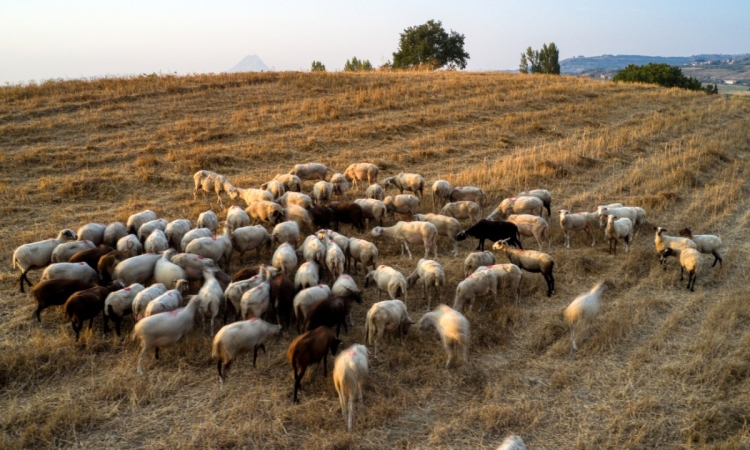Ανακάλυψη αφθώδους πυρετού στη Λέσβο με 43 κρούσματα