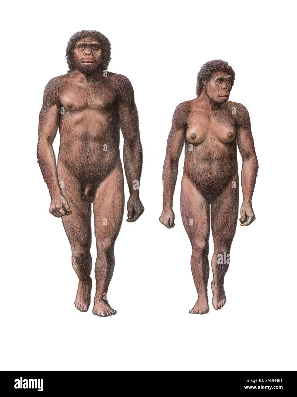 male and female homo habilis artists impression h habilis was an ancestor of modern humans that lived between around 21 and 16 million years ago 2ADFHBT